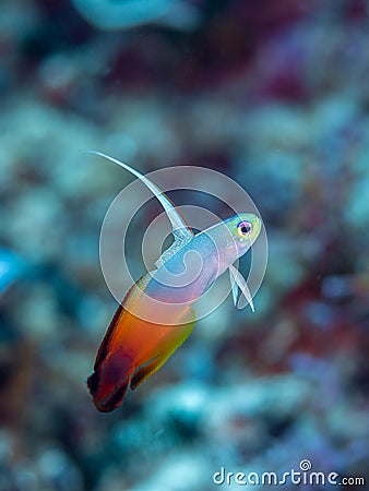 Fire dartfish, Nemateleotris magnifica. Bangka, Indonesia Stock Photo