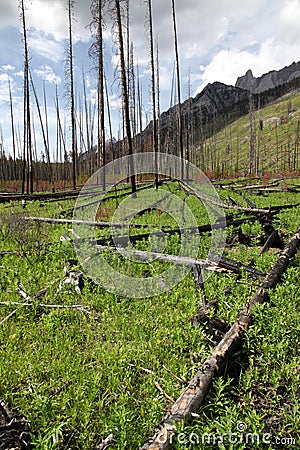 Fire Devastation Stock Photo