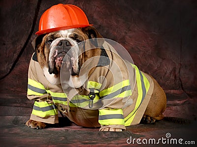 Fire dog Stock Photo
