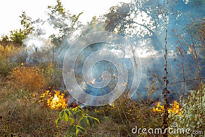The beginning of a forest fire. The dry grass is burning. Stock Photo