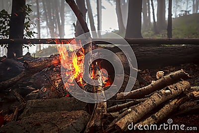 Fire in foggy wood Stock Photo