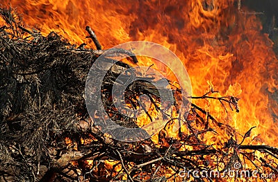 Fire, force of Nature Stock Photo