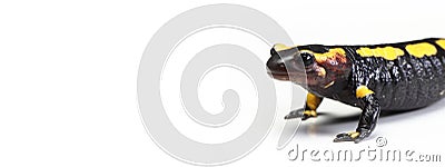 Fire newt or salamander Salamandra salamandra with copy space Stock Photo