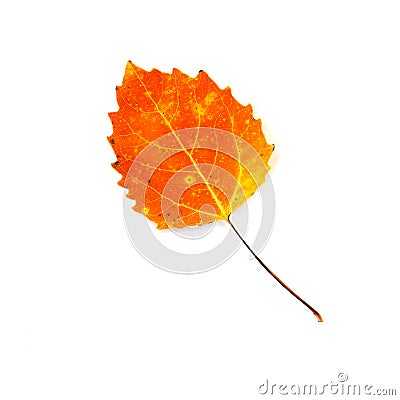 Fire Orange Aspen Leaf Isolated on White Stock Photo