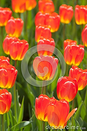 Fire orange and yellow tulips Stock Photo