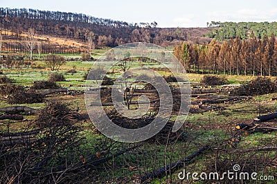 Fire in pine forest Stock Photo