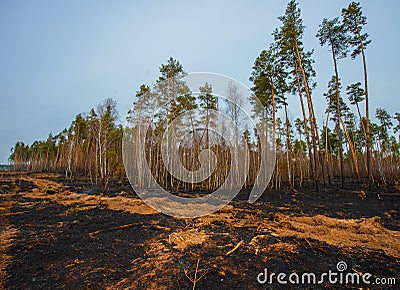 Fire in a pine forest Stock Photo