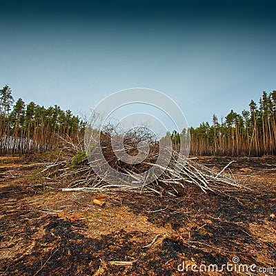 Fire in a pine forest Stock Photo