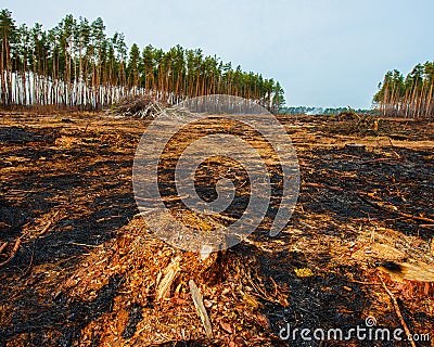 Fire in a pine forest Stock Photo