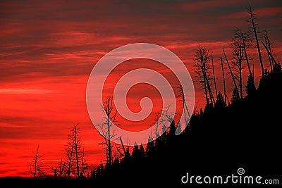 Fire Red Sunrise Light with Silhouetted Dead Pine Trees on Mount Stock Photo