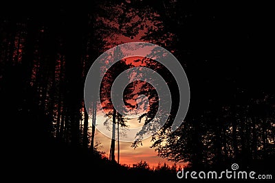 Firey Red Sunset through hauntingly dark woods Stock Photo