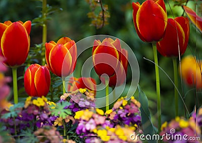 Fire red tulip with petals inlaid with gold rim Stock Photo