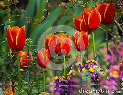 Fire red tulip with petals inlaid with gold rim Stock Photo
