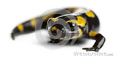 Fire salamander, Salamandra salamandra Stock Photo