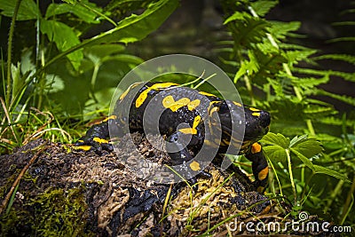 Fire salamander, Salamandra salamandra, sitting on a mossy stone in Protected Landscape Area Krivoklatsko in Czech Republic Stock Photo