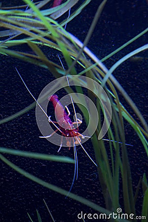 Fire shrimp, blood shrimp, scarlet cleaner shrimp Lysmata debelius. Stock Photo