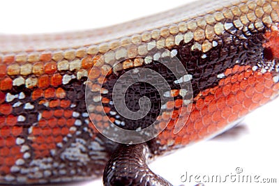 Fire Skink isolated on white Stock Photo