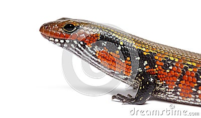 fire skink, Mochlus fernandi, isolated on white Stock Photo