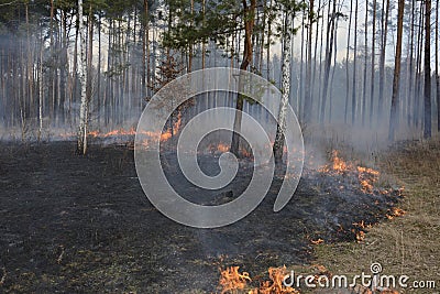 Fire in spring pine forest. Stock Photo