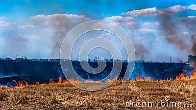 A fire on the stubble of a wheat field after harvesting. Enriching the soil with natural ash fertilizer in the field after Stock Photo