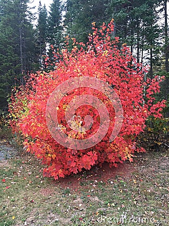 Fire tree Stock Photo