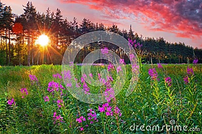 Fire weed at sunny summer evening Stock Photo