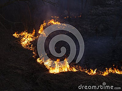 Fire. wildfire, burning pine forest in the smoke and flames Stock Photo