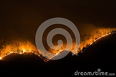 fire. wildfire, burning pine forest in the smoke and flames Stock Photo