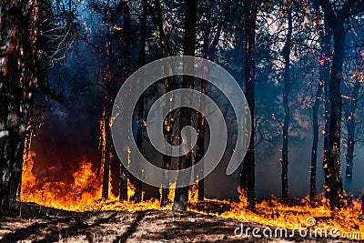 Forest fire. Burned trees after forest fires and lots of smoke. Editorial Stock Photo