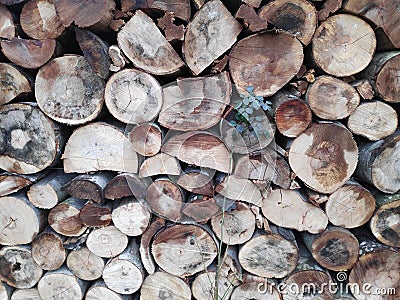 Colorful stacked tree trunks background Stock Photo