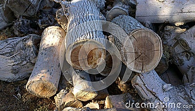 Fire wood Stock Photo