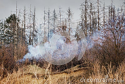 Fire in the woods during dry weather. In the forest trees burn, smoke goes_ Stock Photo