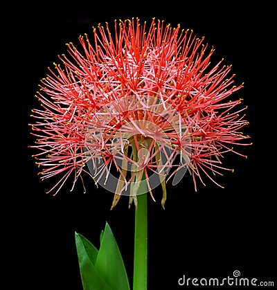 Fireball lily or Blood lily Stock Photo