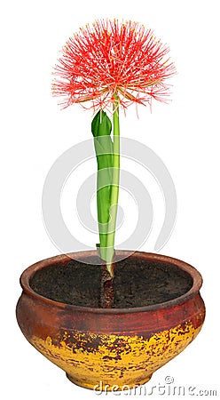 Fireball lily on a clay pot Stock Photo