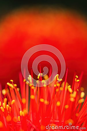 Fireball Lily - Scadoxus multiflorus Stock Photo