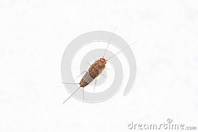 Firebrat Thermobia domestica, a species of silverfish. Insect Lepisma saccharina in normal habitat. Stock Photo