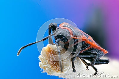 Firebug Pyrrhocoris apterus isolated close up macro, on wood Stock Photo