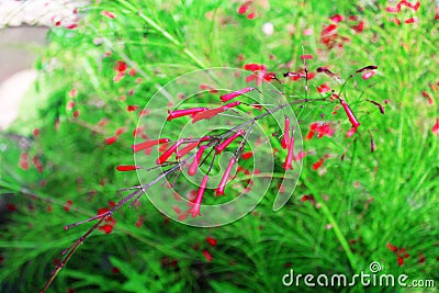 Firecracker Flowers Stock Photo