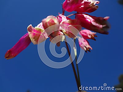 Firecracker flowers 2 Stock Photo