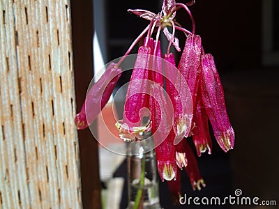 Firecracker Flowers Stock Photo