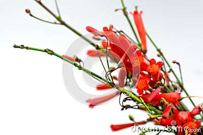 Firecracker flowers Stock Photo