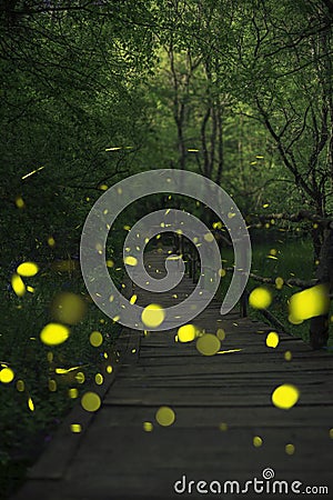Fireflies in a fairy forest. Wooden bridge in a forest. Ropotamo, Bulgaria Stock Photo