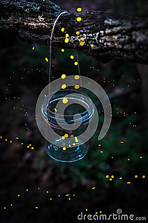 Fireflies flying away from a jar hanged on a tree in the forest. Stock Photo