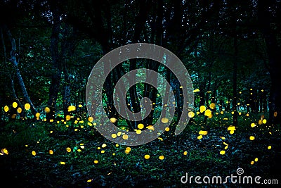 Fireflies flying in the forest at twilight. Stock Photo