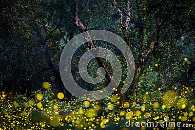 Fireflies flying in the forest at twilight Stock Photo