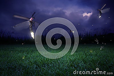 Fireflies at night Stock Photo