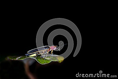 Firefly close up in black background Stock Photo