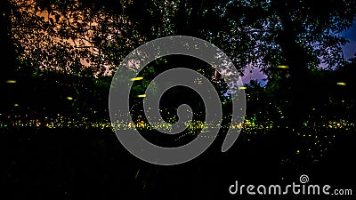 Firefly or Fireflies flying in the forest at night time in Prachinburi, Thailand Stock Photo