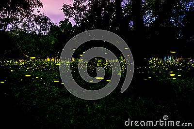 Firefly or Fireflies flying in the forest at night time in Prachinburi, Thailand Stock Photo