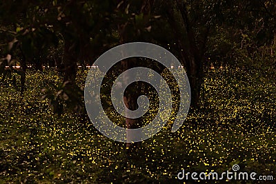 Firefly flying in forest at dusk in Thailand Stock Photo